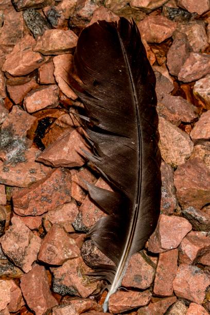 istock Black Feather & Gravel. 1256850335