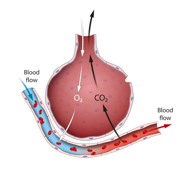 ilustrações, clipart, desenhos animados e ícones de troca de gás dentro de alveoli - capillary