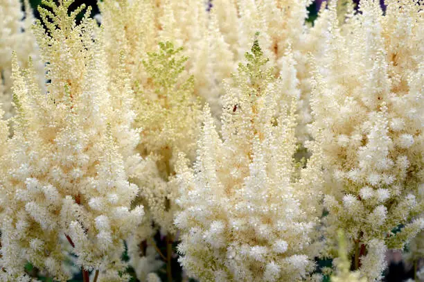 Selective focus of light yellow Astilbe flowers (false goat's beard). Russian Far East.