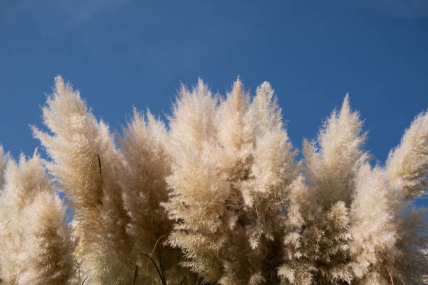 istock View on Cortaderia selloana on blue wall moving in the wind. 1256850636