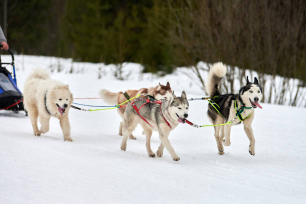 istock Running Husky dog on sled dog racing 1256851358