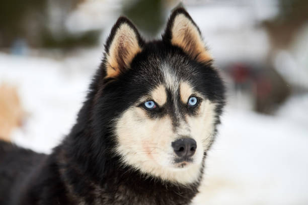 istock Husky sled dog face, winter background 1256851372