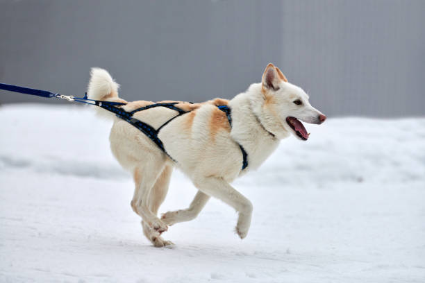 Running Husky dog on sled dog racing. Winter dog sport sled team competition. Siberian husky dog in harness pull skier or sled with musher. Active running on snowy cross country track road