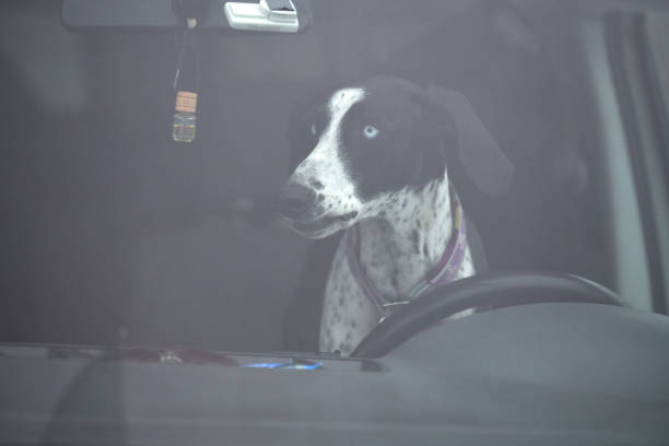 istock Pointer dog in car, driving travel pet 1256851406
