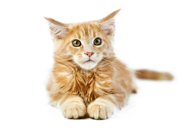 istock Maine coon kitten, isolated 1256851410