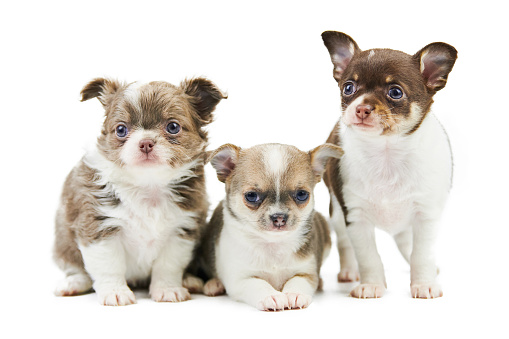 Three Chihuahua puppies, isolated. Little cute dogs on white background. Small short haired chihuahua dog breed, studio shoot.