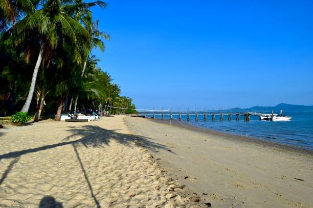 istock Tropical beach with palm tree and a pier at coconut island. 1256851524