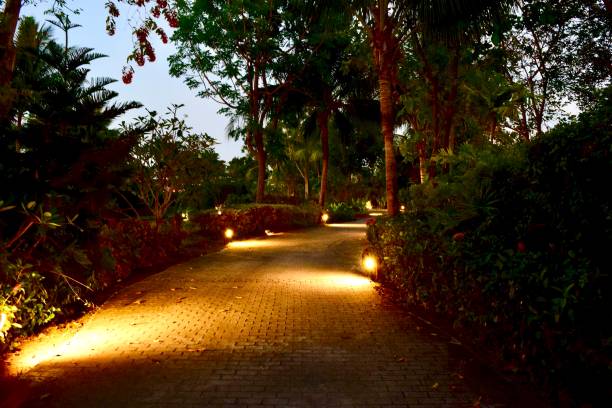 istock Footpath at coconut island at night. 1256851556
