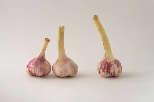 3 fresh garlic cloves on light background