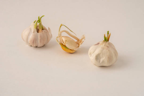 istock 3 old dry and sprouted garlic  cloves against light background. Background image with copy space for text. 1256851884