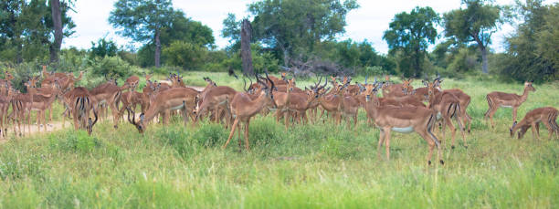 herd of female impala, national park africa - kruger national park panoramic gazelle impala imagens e fotografias de stock