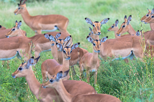 Herd of female impala in natural habitat, national park africa