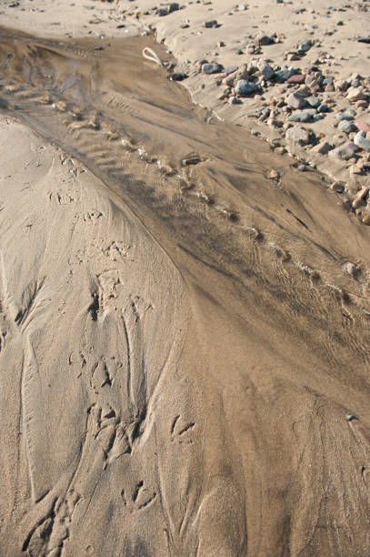 istock Seawater stream on sandy beach 1256853820