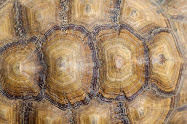 istock Photo of brown tortoise shell pattern. Top view 1256854059