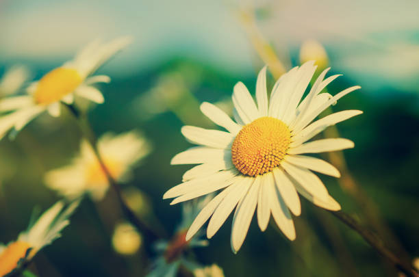 istock Wild camomile flowers 1256855323