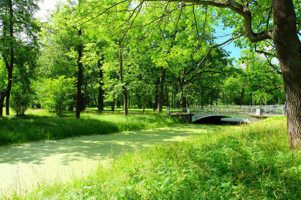 istock Alexander park in Tsarskoye Selo 1256855407