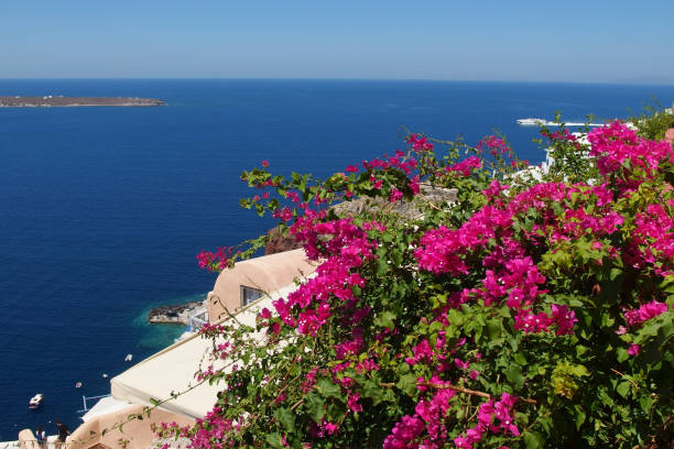 istock blooming bougainvillea in Oia, Santorini 1256855652