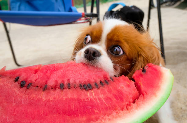 Cute dog eating watermelon on the beach stock photo