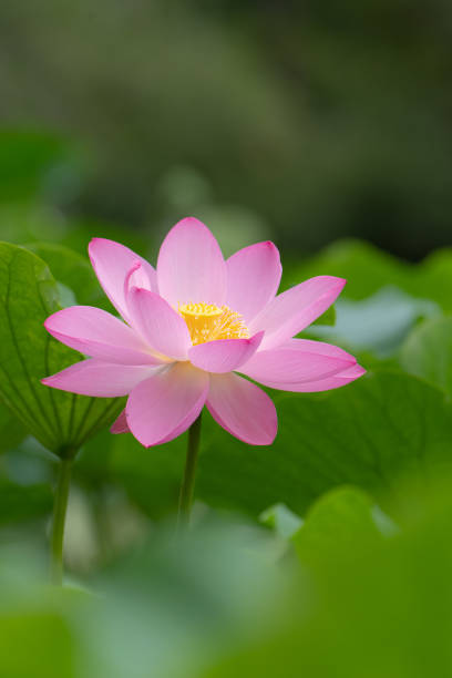 fleur de lotus - single flower flower water lily water plant photos et images de collection