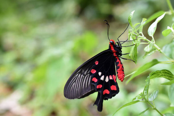 Common rose butterfly on the wild leaves with blurry background