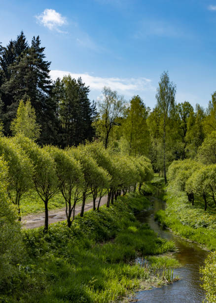 istock Small river in the green forest 1256857170
