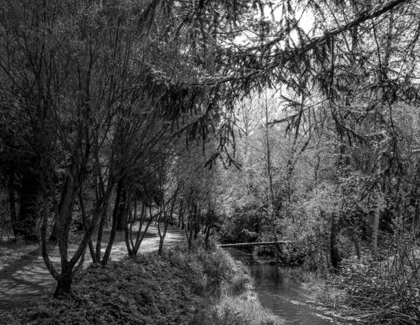 istock Small river in the green forest 1256857250