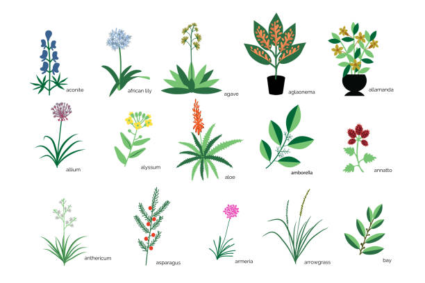 ilustraciones, imágenes clip art, dibujos animados e iconos de stock de conjunto de plantas - achiote