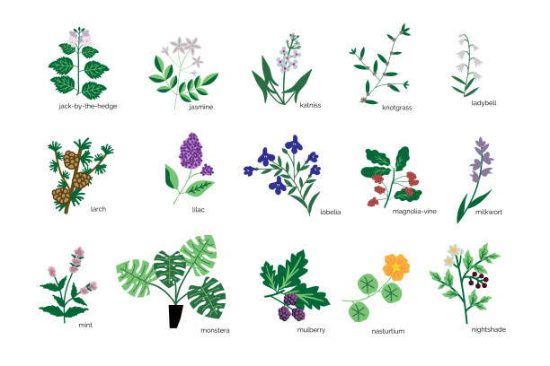 набор растений - lobelia stock illustrations