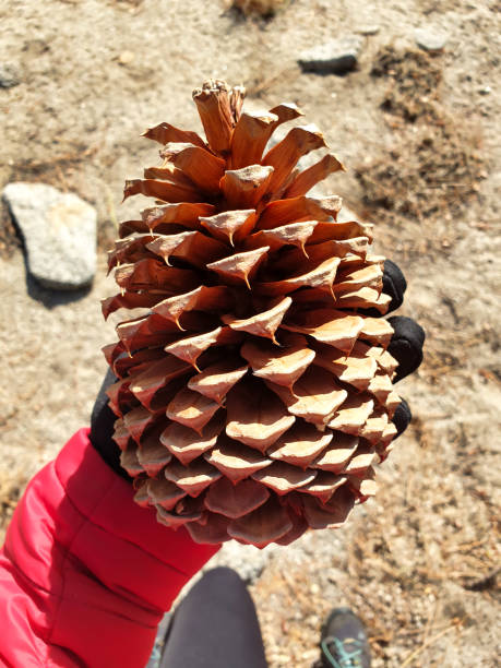 istock huge pinecone of a jaw in a hand 1256858849