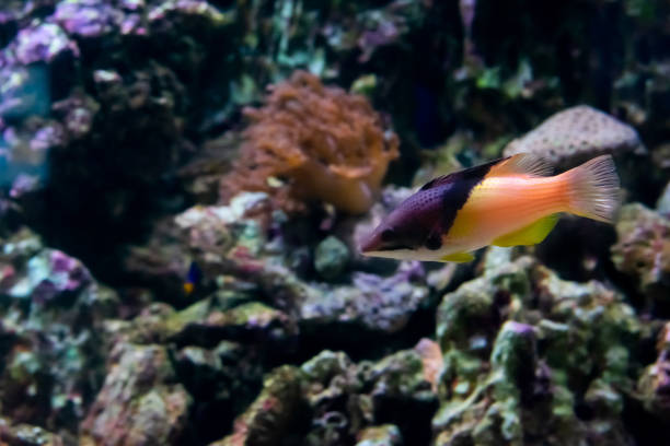 istock Tiny orange fish is swimming in aquarium 1256860617