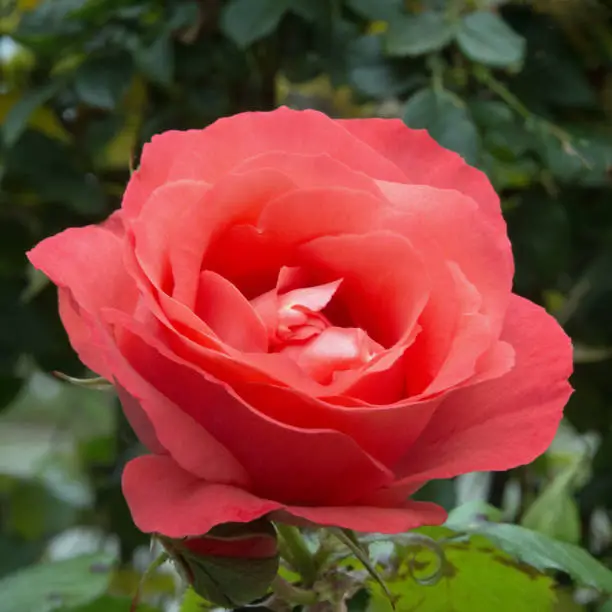 flowers- Roses-Carmel California