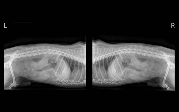 X-ray image of the abdomen of an adult male Cavalier King Charles spaniel, side view X-ray image of the abdomen of an adult male Cavalier King Charles spaniel. Side view, showing the lower rib cage, spine, pelvis, stomache and digestive tract. hip joint x stock pictures, royalty-free photos & images
