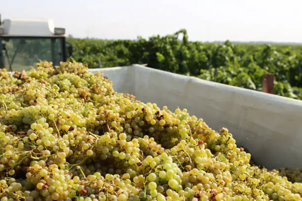 Grape harvest: Manual harvest of Chardonnay grapes