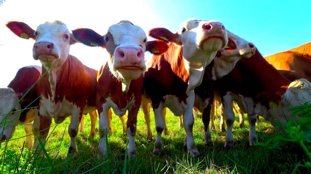 istock the head of cows in a grassland 1256861830