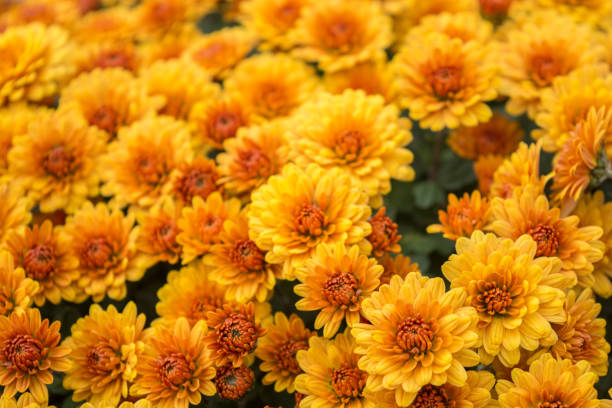 beautiful chrysanthemums - yellow chrysanthemum imagens e fotografias de stock