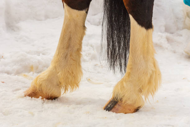 istock White legs of a variegated horse 1256863222