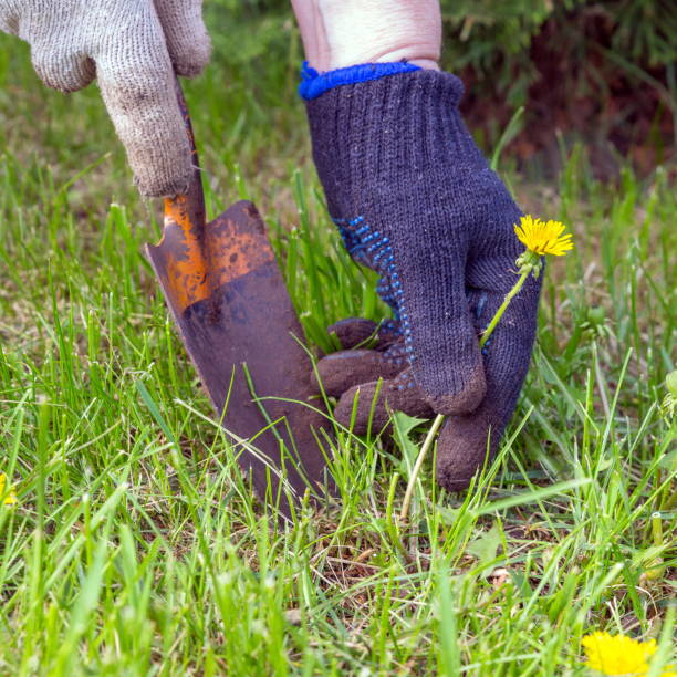 istock Female hands in gloves uproot with a spatula weed 1256863273
