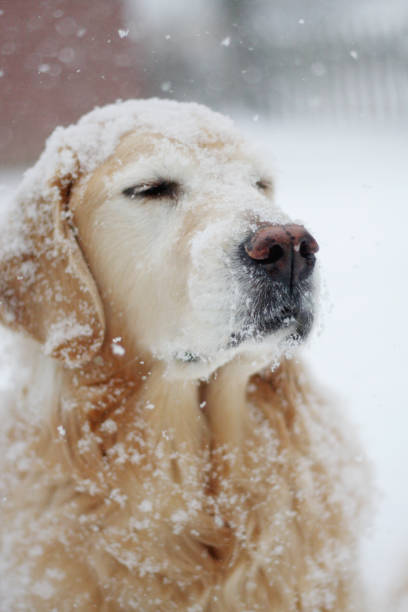 istock Dog in the Falling Snow 1256864210