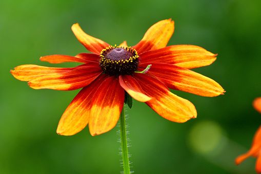 Rudbeckia, which is commonly called Black-eyed Susan or Cone flower, is one of the most popular perennials, having a long blooming period (from mid-summer to autumn). Most rudbeckia come in shades of yellow or orange. The gold daisy-like flowers have a distinct dark brown central cone.