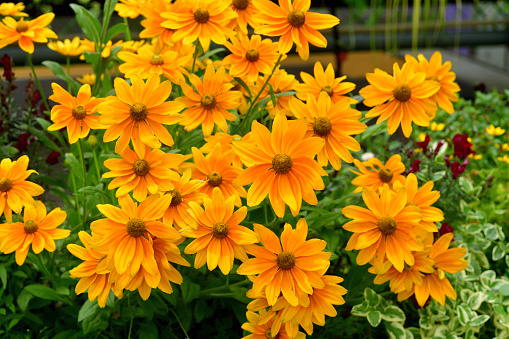 Rudbeckia, which is commonly called Black-eyed Susan or Cone flower, is one of the most popular perennials, having a long blooming period (from mid-summer to autumn). Most rudbeckia come in shades of yellow or orange. The gold daisy-like flowers have a distinct dark brown central cone.