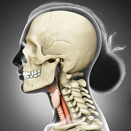 3d rendered medically accurate illustration of the female larynx anatomy
