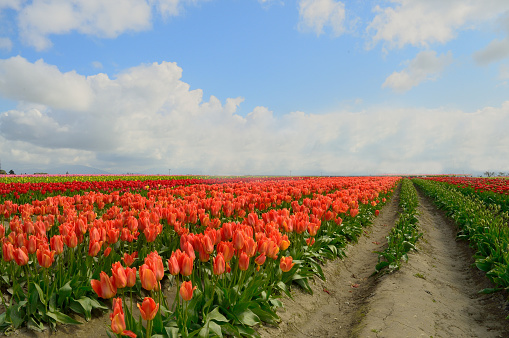 Spring time in the Skagit valley of Washington State and the tulip fields are popping out in this perspective landscape