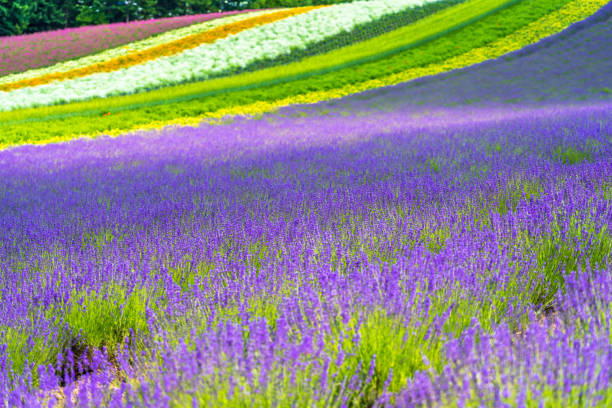 istock Lavender flowers field in the garden 1256868221