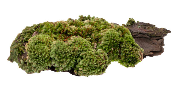 istock Moss or Mosses on a pine bark, Green moss on a tree bark isolated on white background, with clipping path 1256869381