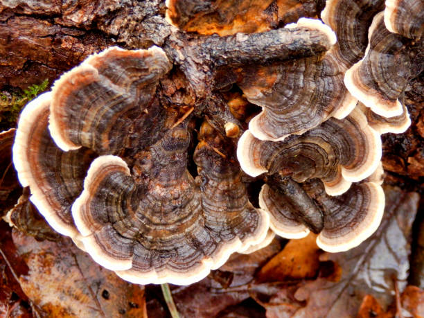 Trametes versicolor Close up of Trametes versicolor aka Turkey Tails mycology photos stock pictures, royalty-free photos & images