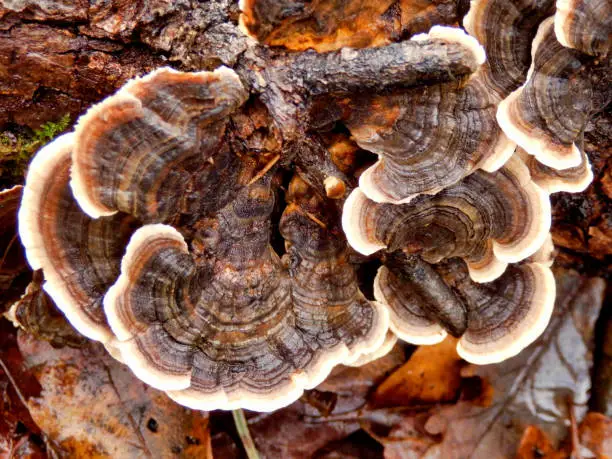 Close up of Trametes versicolor aka Turkey Tails