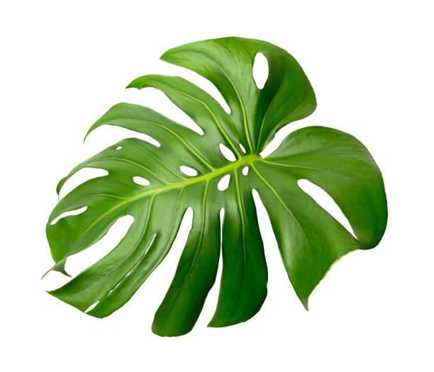 istock Monstera deliciosa leaf or Swiss cheese plant, isolated on white background, with clipping path 1256869507