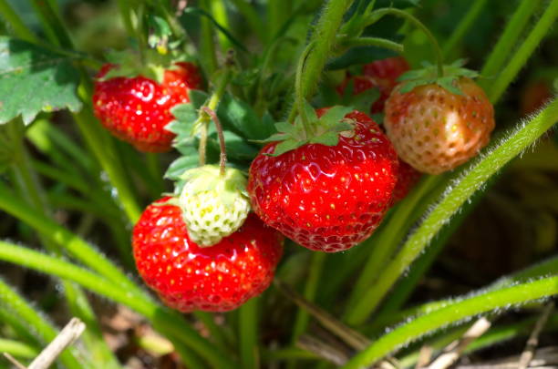 istock Maturing strawberries on a bed in the garden 1256869737