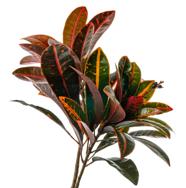 istock Codiaeum variegatum foliage, Croton leaves on branch isolated on white background with clipping path 1256869800