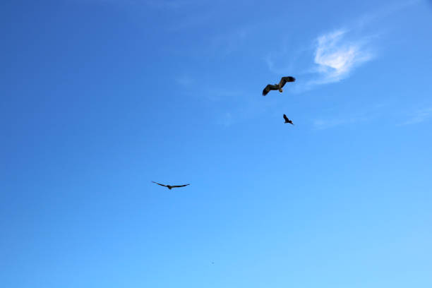 istock Birds are flying in blue sky 1256870533